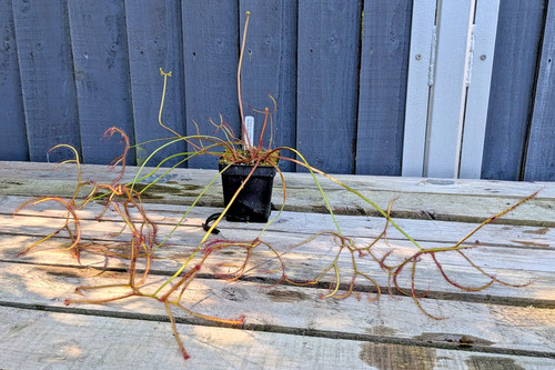 Drosera binata var multifida - binata,