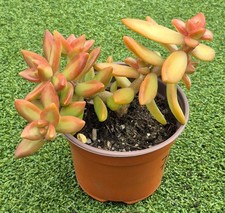 Sedum Nussbaumerianum -
