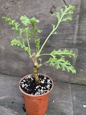 Pelargonium Carnosum Caudex