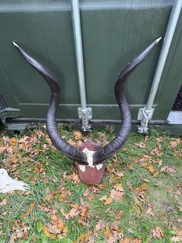 Big set kudu horns african - big, of