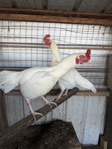 Assorted original hatching - assorted,