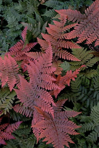 Dryopteris koidzumiana red - koidzumiana,