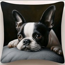 1 X Beautiful French Bulldog