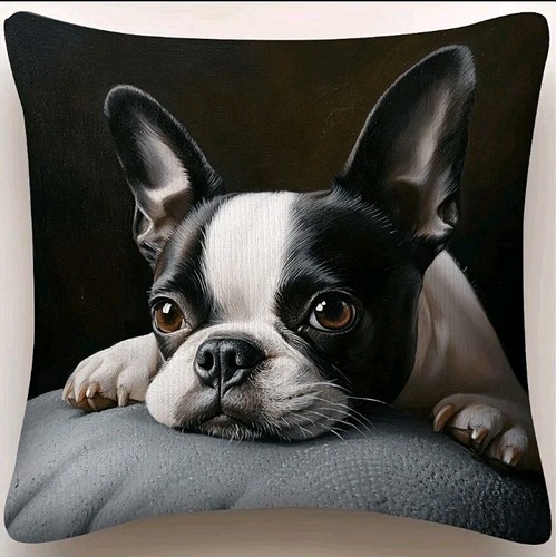 Beautiful french bulldog - french,