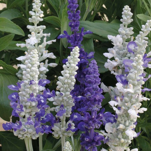 Thompson morgan salvia seeds - thompson,