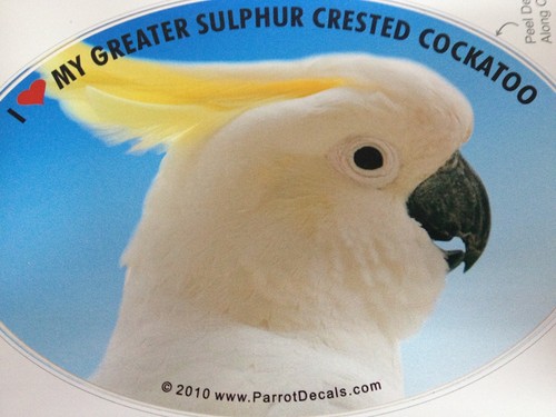 Greater sulphur crest cockatoo - sulphur,