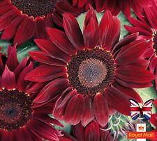SUNFLOWER 30 SEEDS ROUGE ROYALE RED Sunflowers