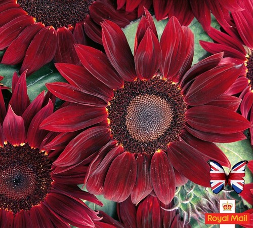 Sunflower seeds rouge - seeds,