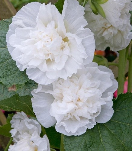 Hollyhock chater double - hollyhock,