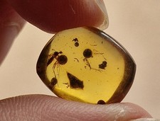Mosquito In 100 Million Year Old Burmese Amber 