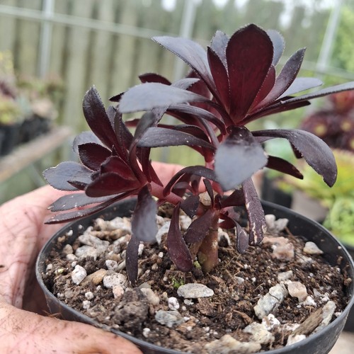 Aeonium arboreum schwarzkopf - arboreum,