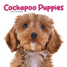 Carousel Calendars - Cockapoo