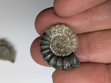 Beautiful ammonite from Charmouth, UK, Jurassic Coast. Fossil. Jewellery.