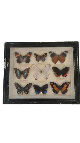 Framed butterfly specimen - butterfly,
