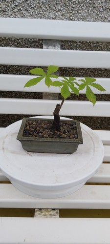 Semi bonsai single horse - single,,