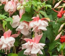 6 x Fuchsia giant Devonshire