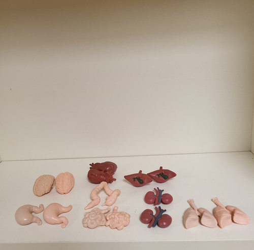 Lot mini human organ - lot, 15