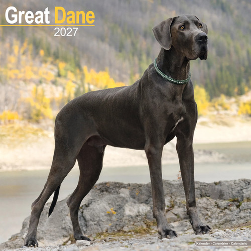 Great dane 2027 - dane,