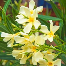 Oleander Standard Double