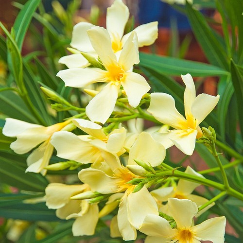 Oleander standard double - oleander,