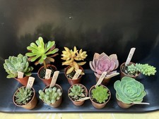 Succulent Collection,  Ten Plants ￼