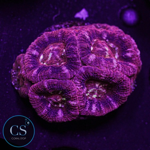 Mysterio acan wysiwyg - mysterio,
