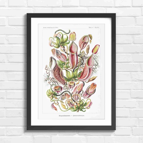 Vintage pitcher plant - vintage,
