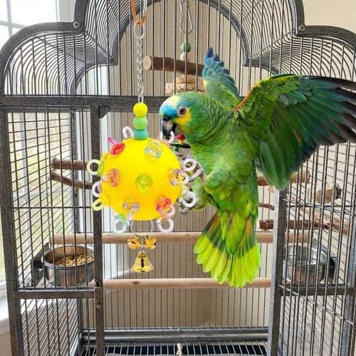 Parrot chewing toy - toy, bird