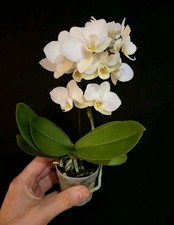 Mini Phalaenopsis Hybrid. 1