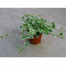 Hedera Helix 'Variegata' – Variegated Trailing Ivy (Baby English Ivy) – 9cm Pot!