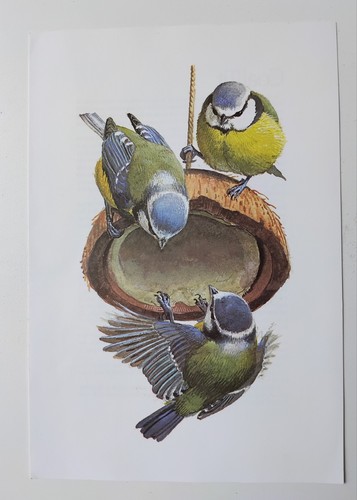 Charles tunnicliffe bird print - charles,