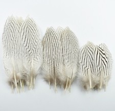 Silver Pheasant Tail Feathers
