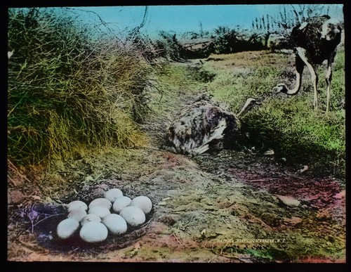 Antique magic lantern slide - antique,