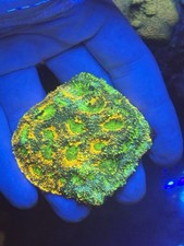 Acan Enchinata LPs Marine