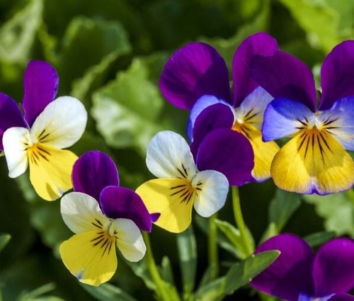 100 heartsease - 100, pansy)