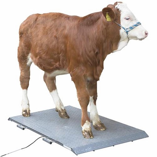 Livestock scale up to - scale, (up