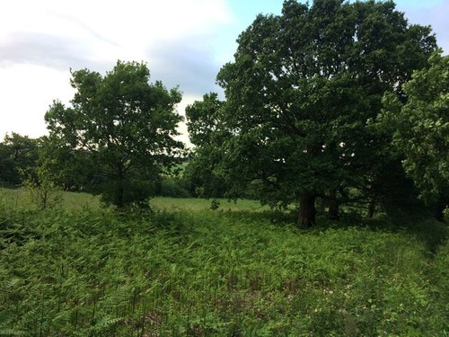 Photo 6x4 fields and bracken - fields,