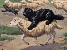 HUNGARIAN PULI AND SHEEP