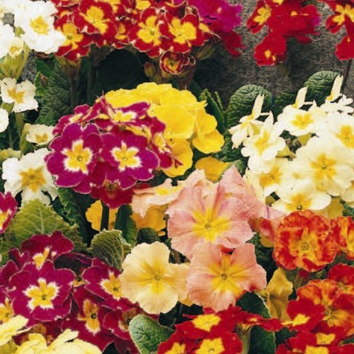Polyanthus mixed a - polyanthus, –