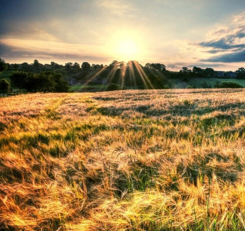 Morning summer bird - summer,