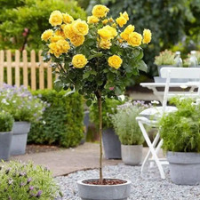 Standard Yellow Rose Tree - 100-130 cm tall Outdoor Garden Plants Pot Grown