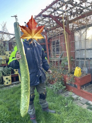 Grown seeds of - 8,