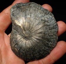 Large Oxynoticeras pyrite