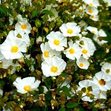 2x Cistus corbariensis Jumbo