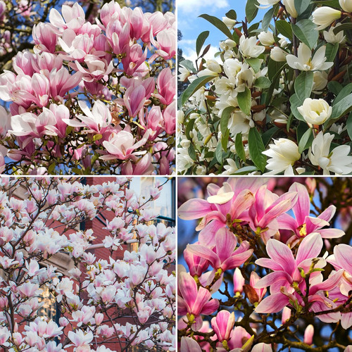 Magnolia tree plant pink - 4x,