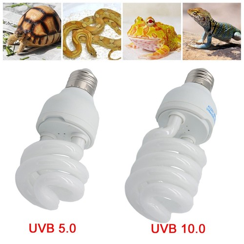 Pet screw bulb - screw, plant