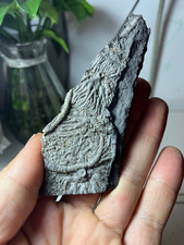 Natural Triassic period