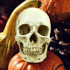 Realistic Human Skull Model