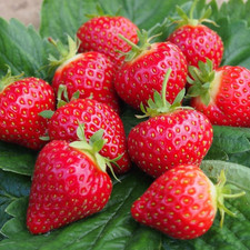 Strawberry 'Hapil' Fast