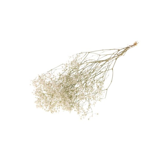 Preserved dried gypsophila - dried,